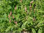 Åkerpilört (P. maculosa). Blommande planta. Bladundersida kal eller glest hårig. 